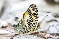 Symbrenthia hypselis-3882