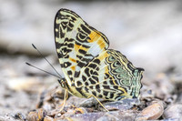 Symbrenthia hypselis-3901