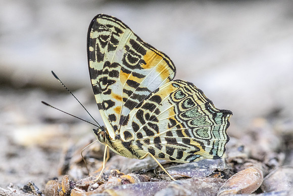 Symbrenthia hypselis-3901