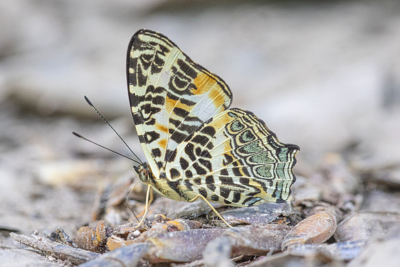 Symbrenthia hypselis-3897