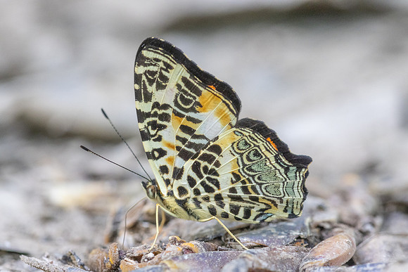 Symbrenthia hypselis-3905