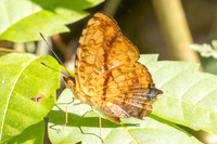 Symbrenthia lilaea-2720