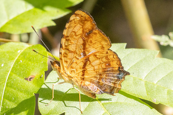 Symbrenthia lilaea-2720
