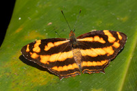 Symbrenthia lilaea-0639