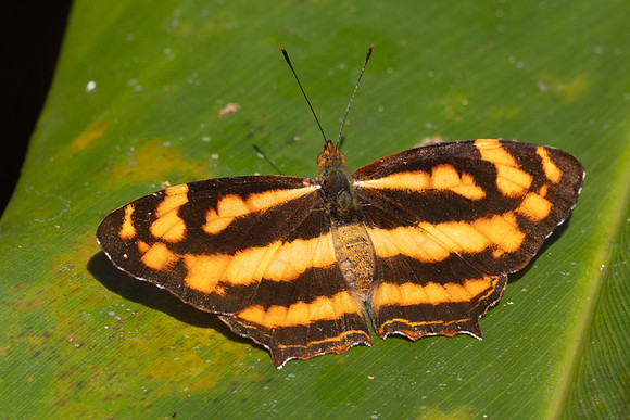 Symbrenthia lilaea-0639