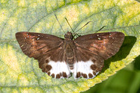 Tagiades litigiosa-3423