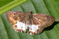 Tagiades menaka-0435