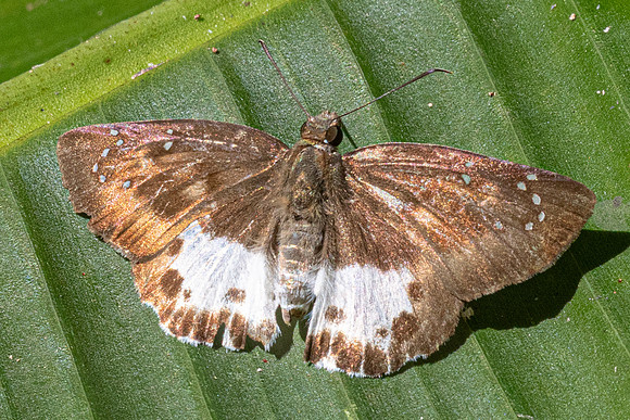 Tagiades menaka-0435