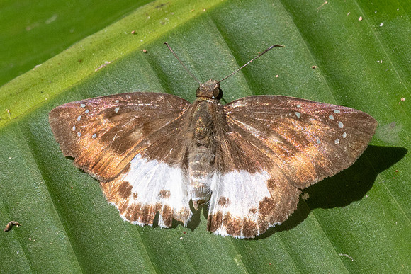 Tagiades menaka-0433
