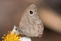 Ypthima sp-6930 - Chiang Mai 14/03/23