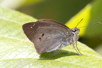 Tagiades japetus-5052