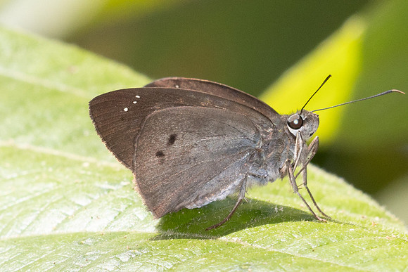 Tagiades japetus-5052