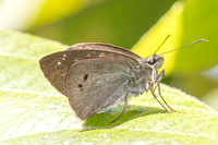 Tagiades japetus-5050