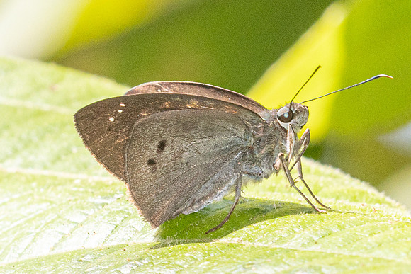 Tagiades japetus-5050