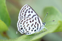 Tarucus callinara-5496