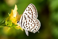 Tarucus callinara-5563