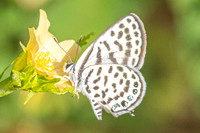 Tarucus callinara-5561
