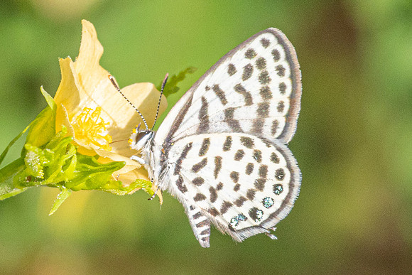Tarucus callinara-5561