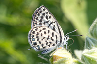 Tarucus callinara-3474