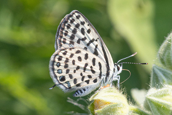 Tarucus callinara-3474