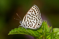 Tarucus callinara-5475