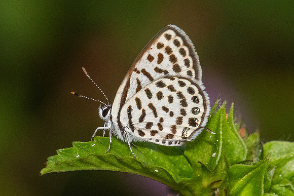 Tarucus callinara-5475