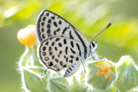 Tarucus callinara-3514