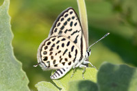 Tarucus callinara-3462