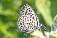 Tarucus callinara-3473