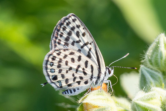 Tarucus callinara-3478