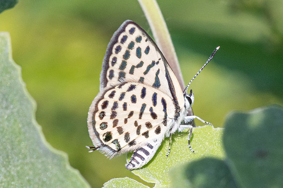 Tarucus callinara-3465