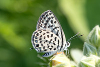 Tarucus callinara-3482