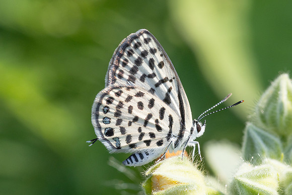 Tarucus callinara-3482