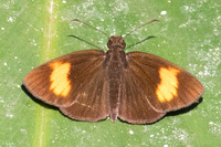 Koruthaialos rubecula-1422