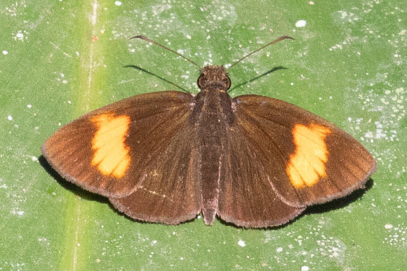 Koruthaialos rubecula-1422