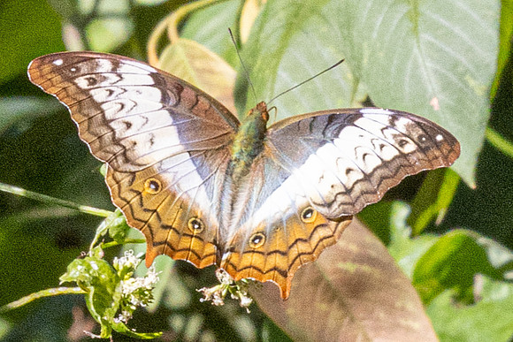 Vindula erota-0529