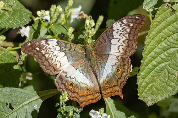 Vindula erota-2382