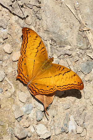 Vindula erota-2978