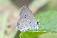 Zizina otis-5863