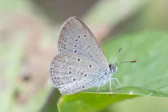 Zizina otis-5863