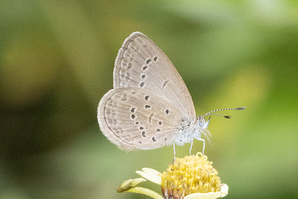 Zizina otis-5014
