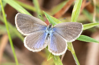Zizina otis-4363
