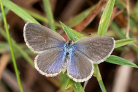 Zizina otis-4361