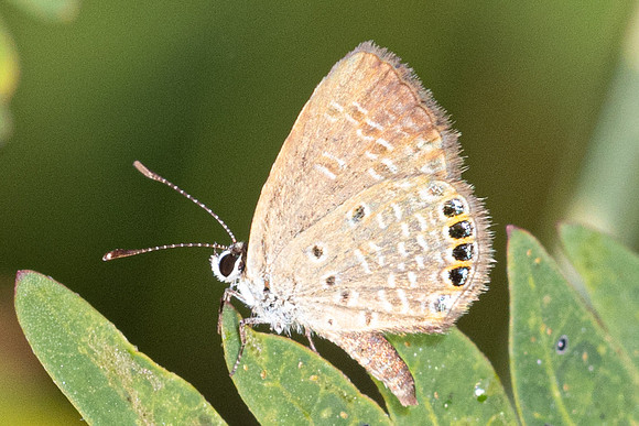 Freyeria putli-4778