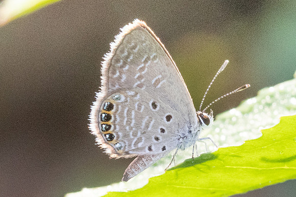 Freyeria putli-4780