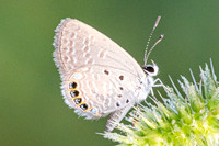 Freyeria putli-4785