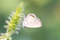 Freyeria putli-4784