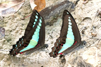 Graphium sarpedon-5234