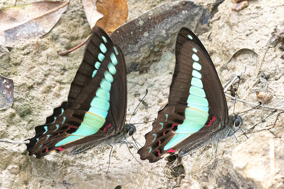 Graphium sarpedon-5234