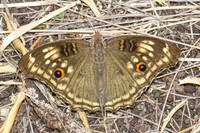 Junonia lemonias -4997